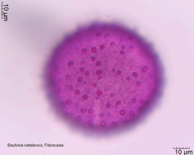Pollen von Bauhinia natalensis Fuchsin-Glyceringelatine