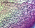 Dendrobium densiflorum.jpg