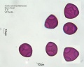 Corylus colurna (1).jpg