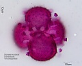 Dionaea muscipula (5).jpg