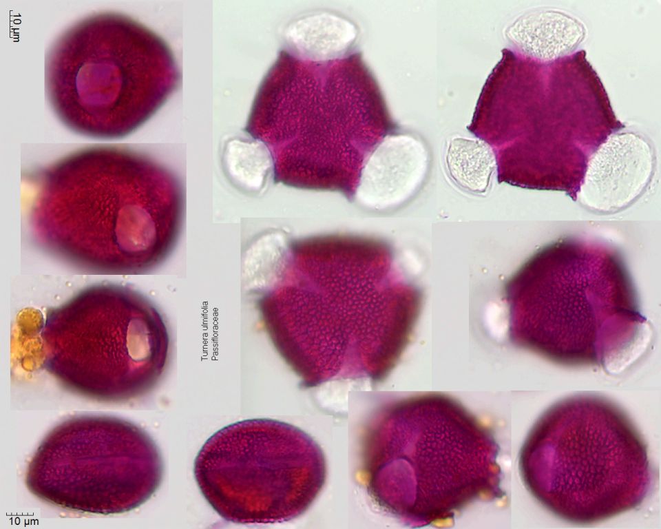Pollen von Turnera ulmifolia
