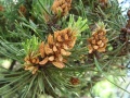 Pinus species