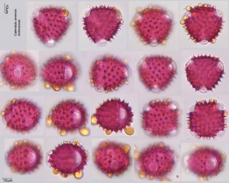 Pollen von Calendula arvensis