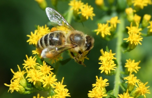 Biene auf Solidago canadense