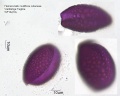 Hemerocallis multiflora (2).jpg