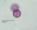 Stellaria graminea (5).jpg