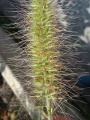 Pennisetum species