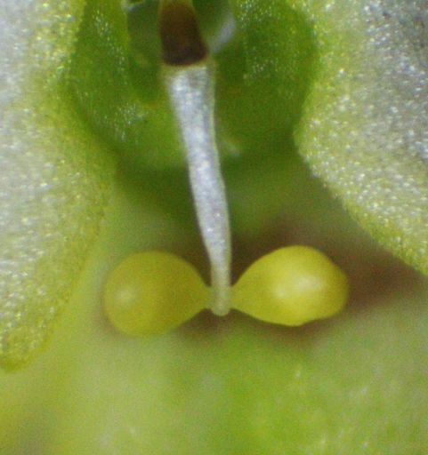 Pollinarium von Erycina pusilla, etwa 2 mm breit