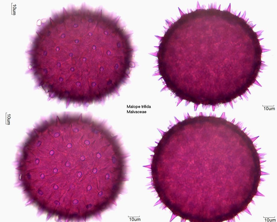 Pollen von Malope trifida