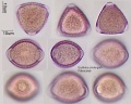 Erythrina crista-galli (1).jpg