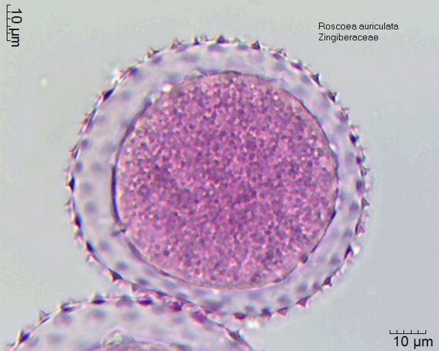 Pollen von Roscoea auriculata