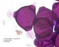 Fuchsia fulgens (3).jpg
