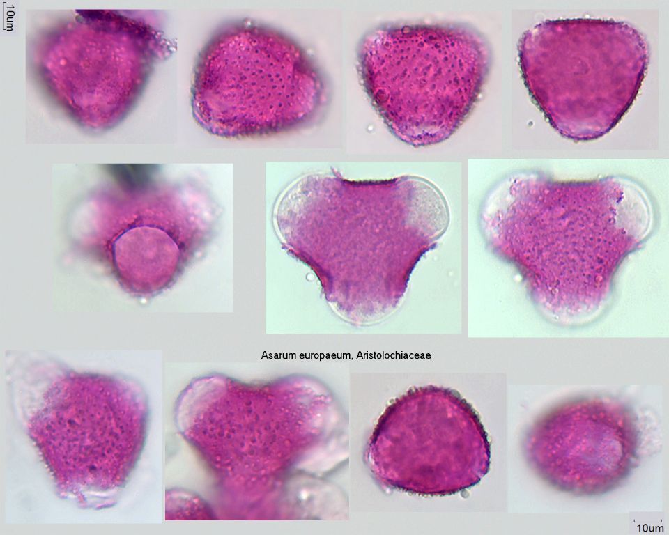 Pollen von Asarum europaeum, 18-096