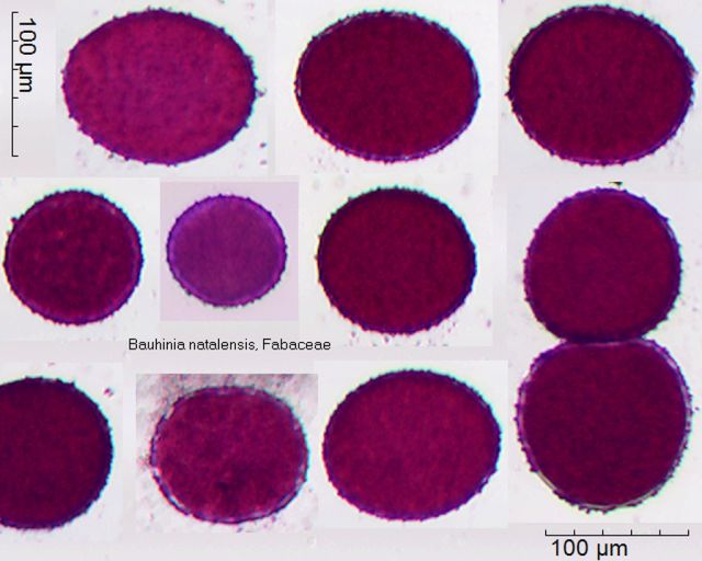 Pollen von Bauhinia natalensis in Fuchsin-Wassergemisch, 25-0061
