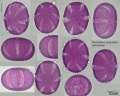 Plectranthus purpuratus.jpg