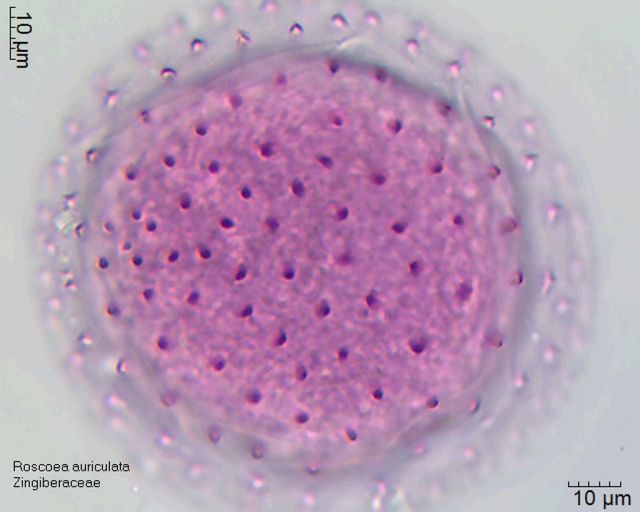 Pollen von Roscoea auriculata