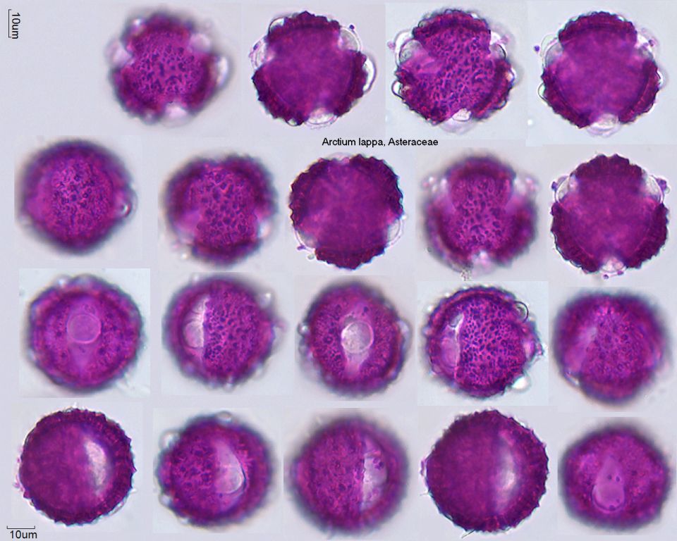 Pollen von Arctium lappa