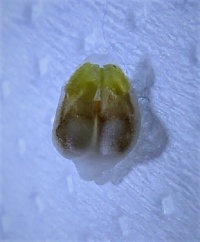 Pollinarium von Coelogyne intermedia, etwa 2 mm lang