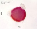 Geranium phaeum (4).jpg