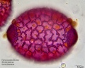 Hymenocallis littoralis (3).jpg