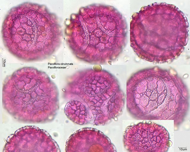 Pollen von Passiflora cincinnata