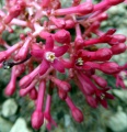 Carica parviflora