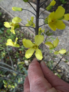 VBrassica oleracea var. gongylodes.JPG