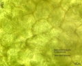 Stephanotis floribunda Zellen Pollinium.jpg
