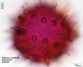Hibiscus sabdariffa (3).jpg
