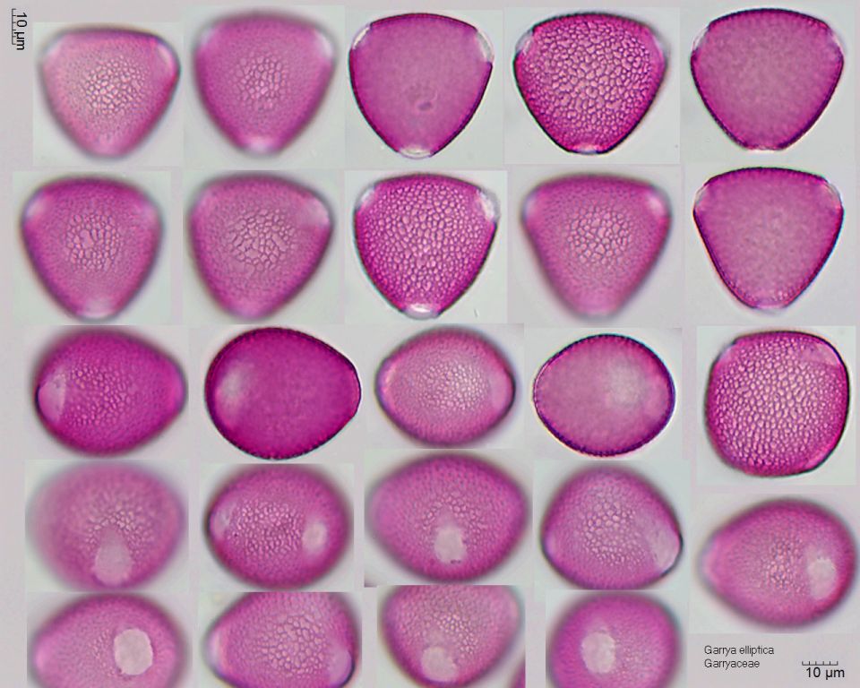 Pollen von Garrya elliptica, etwa 2 Stunden nach dem Einbetten in Fuchsin-Glyceringelatine
