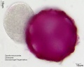 Opuntia macrocentra (5).jpg