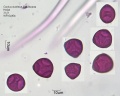 Corylus avellana (1).jpg