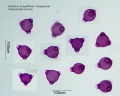 Epilobium angustifolium (1).jpg