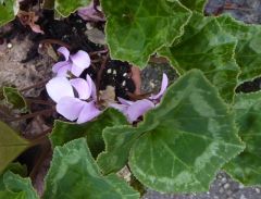 VCyclamen graecum ssp anatolicum.JPG