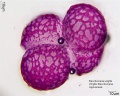 Beschorneria wrightii (6).jpg