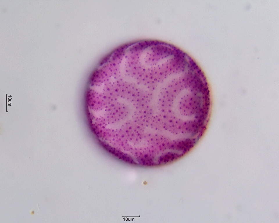 Pollen von Crocus sieberi
