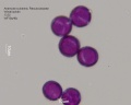 Anemone sylvestris (1).jpg
