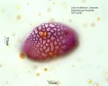 Hemerocallis multiflora 1 (5).jpg
