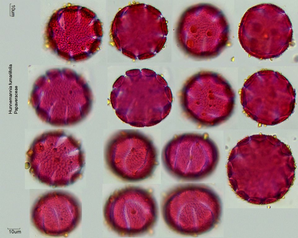 Pollen von Hunnemannia fumariifolia