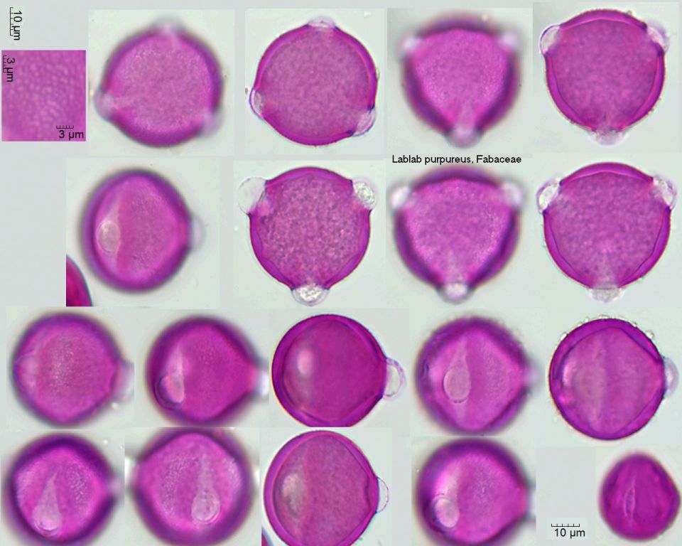 Pollen von Lablab purpureus