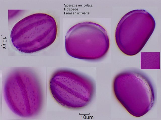 Pollen von Sparaxis auriculata