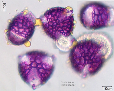 Pollen von Oxalis livida