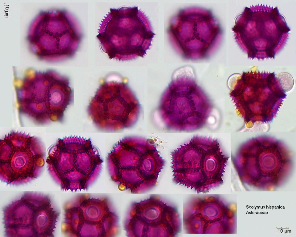 Pollen von Scolymus hispanicus
