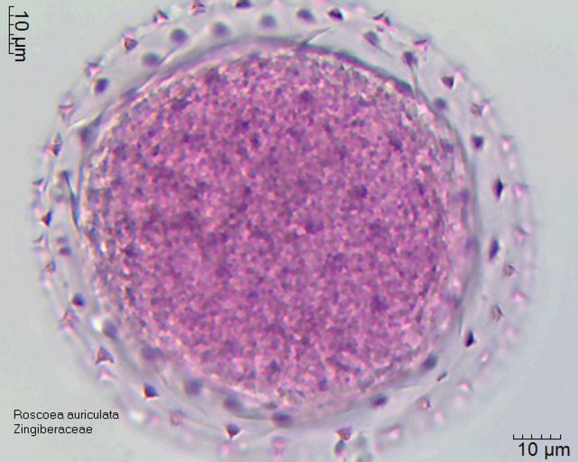Pollen von Roscoea auriculata