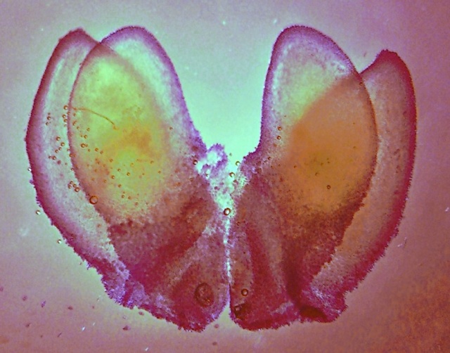 Pollinarium, eingebettet in fuchsingefärbter Glyceringelatine (ca. 3 mm im Durchmesser)