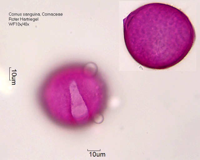 Pollen von Cornus sanguinea