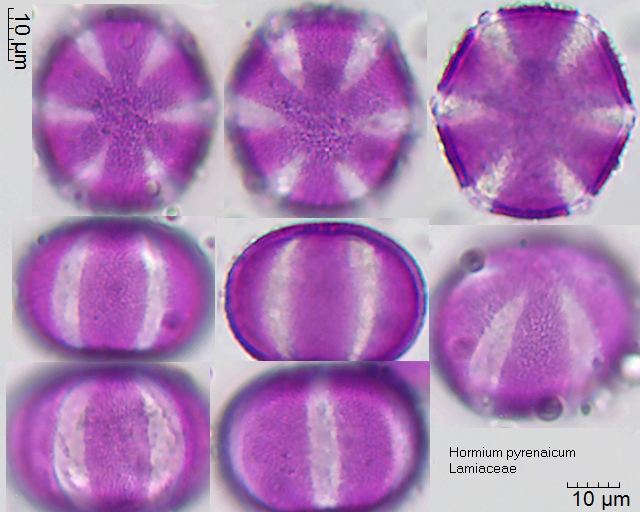 Pollen von Hormium pyrenaicum