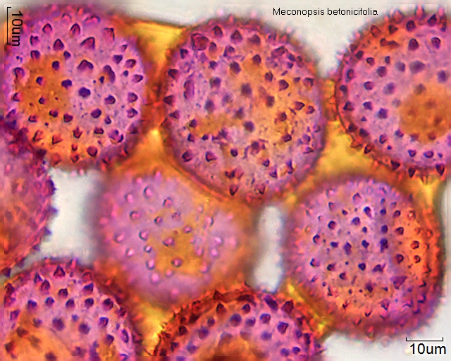 Pollen von Meconopsis betonicifolia