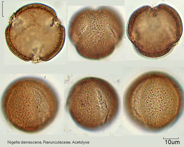 Acetolysierter Pollen von Nigella damascena