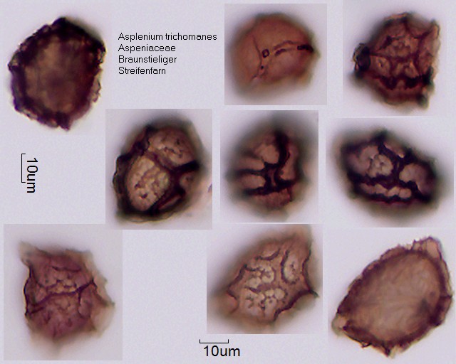 Sporen von Asplenium trichomanes